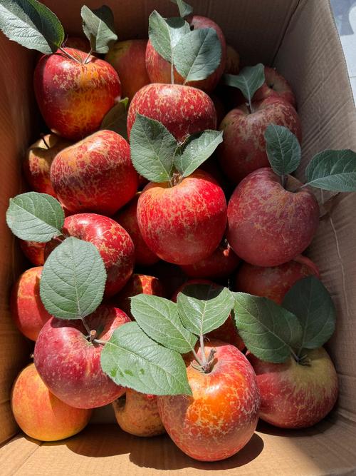 超级水果消消看手游下载_超级水果消消看官网下载_手机安卓苹果app