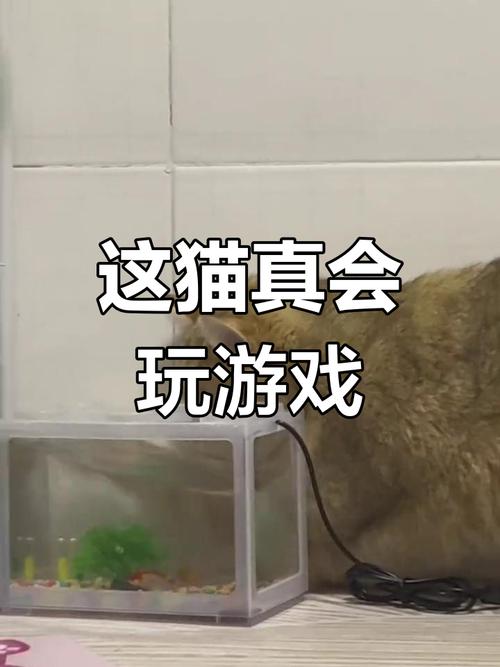 可爱白猫冒险游戏下载_可爱白猫冒险手游下载_可爱白猫冒险安卓苹果app下载