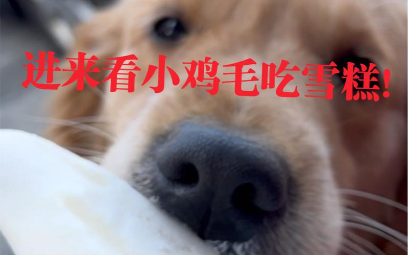 小鸡吃雪糕游戏下载_小鸡吃雪糕手游下载_安卓苹果小鸡吃雪糕app下载