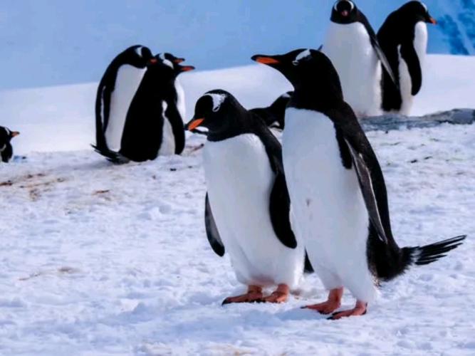 解冻冰封企鹅游戏下载_解冻冰封企鹅官网下载_手机安卓苹果app