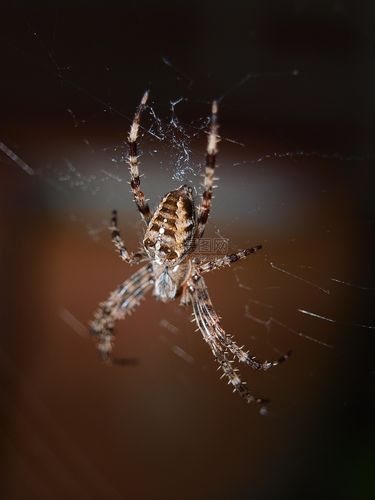 蜘蛛闯密室2手游下载_蜘蛛闯密室2官网下载_手机安卓苹果app