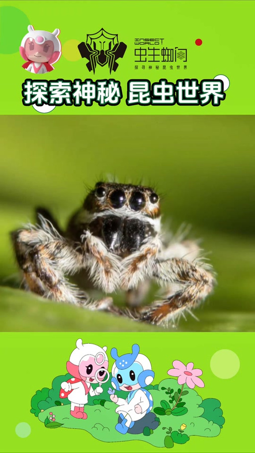 蜘蛛捕食苍蝇游戏下载_蜘蛛捕食苍蝇官网下载_手机安卓苹果app