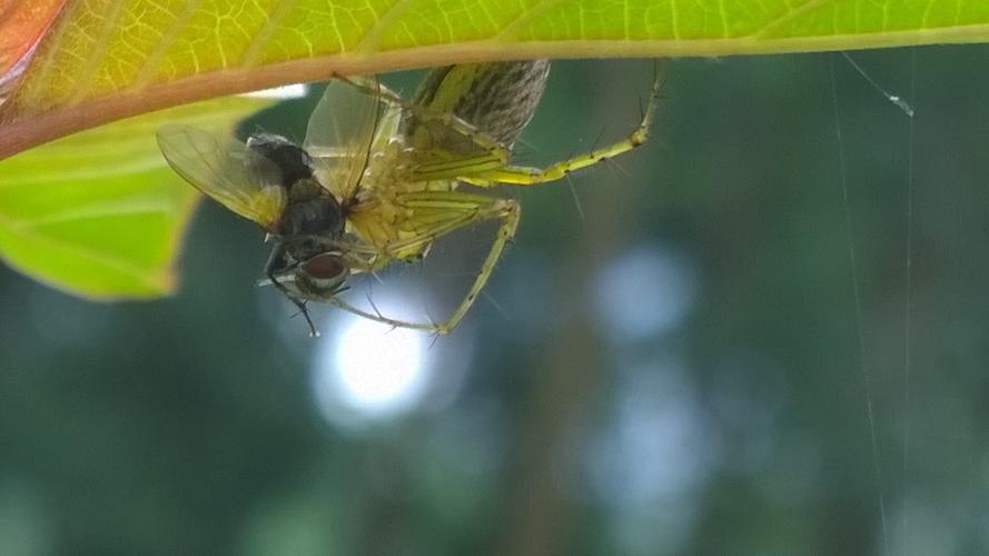 蜘蛛捕食苍蝇游戏下载_蜘蛛捕食苍蝇官网下载_手机安卓苹果app