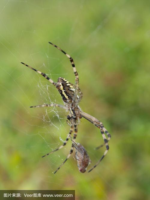 蜘蛛捕食苍蝇游戏下载_蜘蛛捕食苍蝇官网下载_手机安卓苹果app