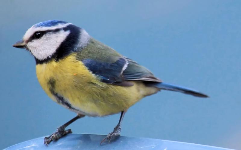 蓝山雀逃生2手游下载_蓝山雀逃生2官网下载_手机安卓苹果app