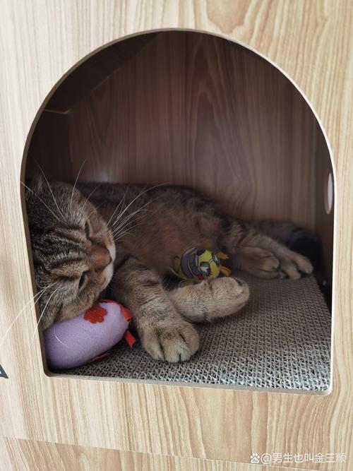 小猫咪睡觉觉游戏下载_小猫咪睡觉觉官网下载_手机安卓苹果app