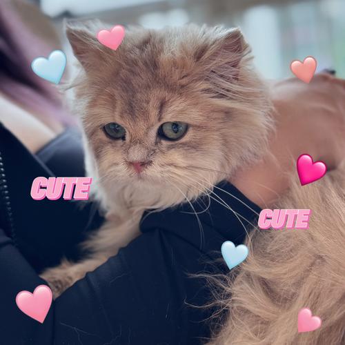 小猫咪咪游戏下载_小猫咪咪手游下载_小猫咪咪安卓苹果app