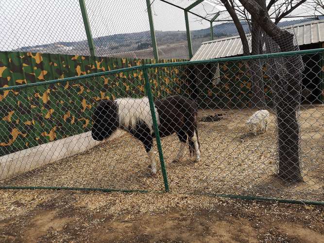 小猫假期之旅游戏下载_小猫假期之旅官网下载_安卓苹果app