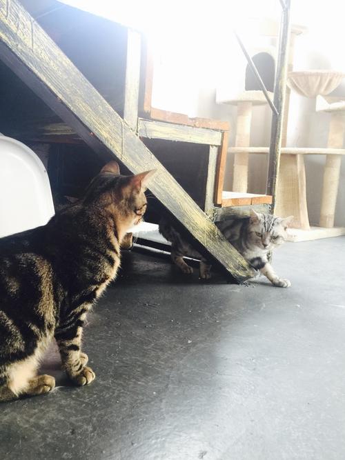 小猫假期之旅游戏下载_小猫假期之旅官网下载_安卓苹果app