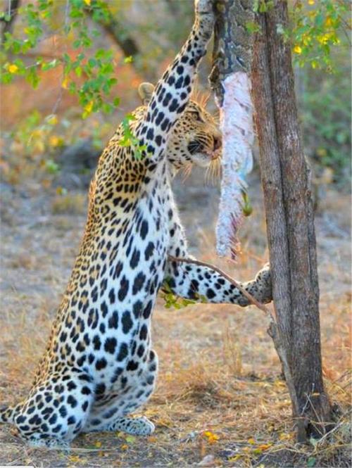 花豹逃脱手游下载_花豹逃脱官网下载_手机安卓苹果app