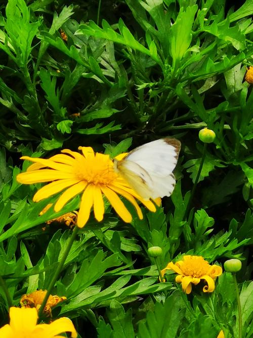 花蝴蝶图画册游戏下载_花蝴蝶图画册官网下载_手机安卓苹果app