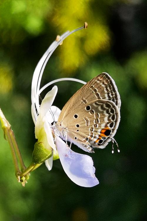 花蝴蝶图画册游戏下载_花蝴蝶图画册官网下载_手机安卓苹果app