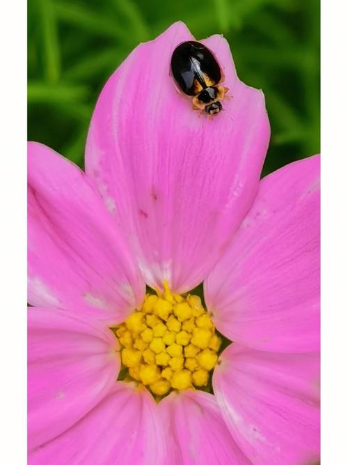 花虫游戏手游下载_花虫游戏官网下载_手机安卓苹果app