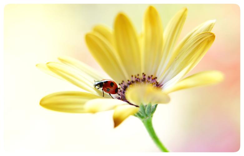 花虫游戏手游下载_花虫游戏官网下载_手机安卓苹果app