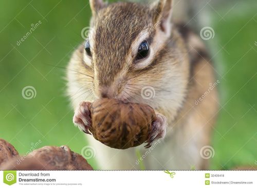 花栗鼠找数字游戏下载_花栗鼠找数字官网下载_安卓苹果手机app