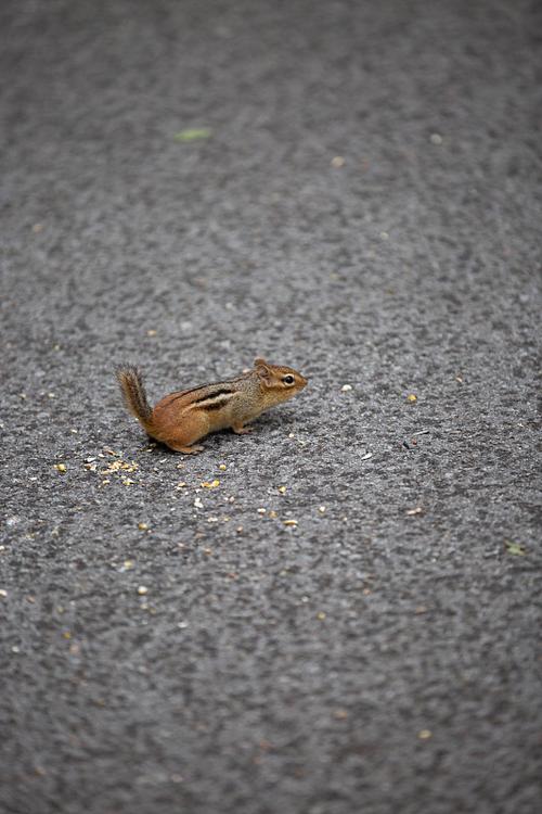 花栗鼠找数字游戏下载_花栗鼠找数字官网下载_安卓苹果手机app