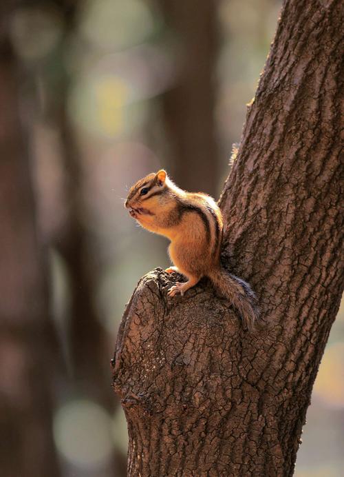 花栗鼠找数字游戏下载_花栗鼠找数字官网下载_安卓苹果手机app