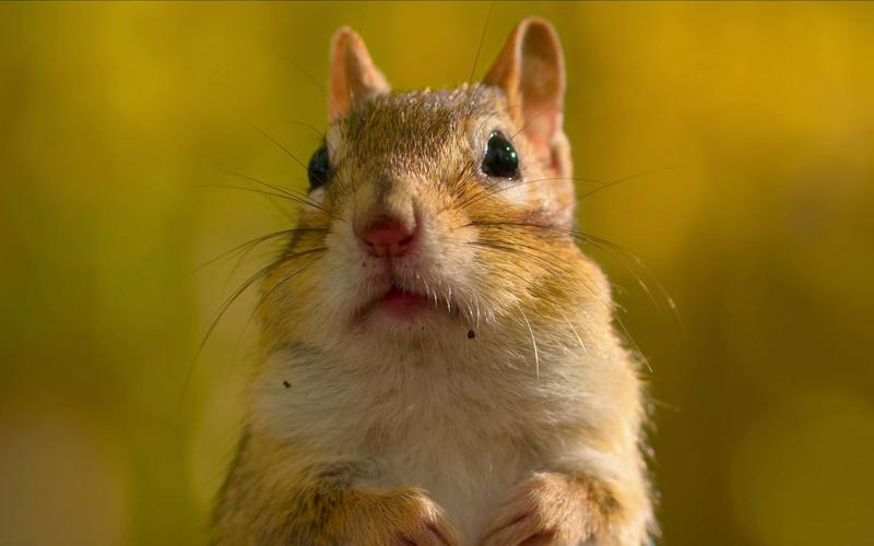 花栗鼠拼图游戏下载_花栗鼠拼图手游下载_花栗鼠拼图安卓苹果app