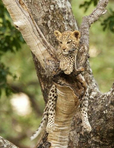花豹逃脱手游下载_花豹逃脱官网下载_手机安卓苹果app