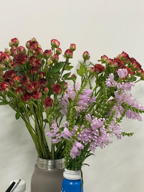 花瓶在哪里游戏下载_花瓶在哪里官网下载_手机安卓苹果app