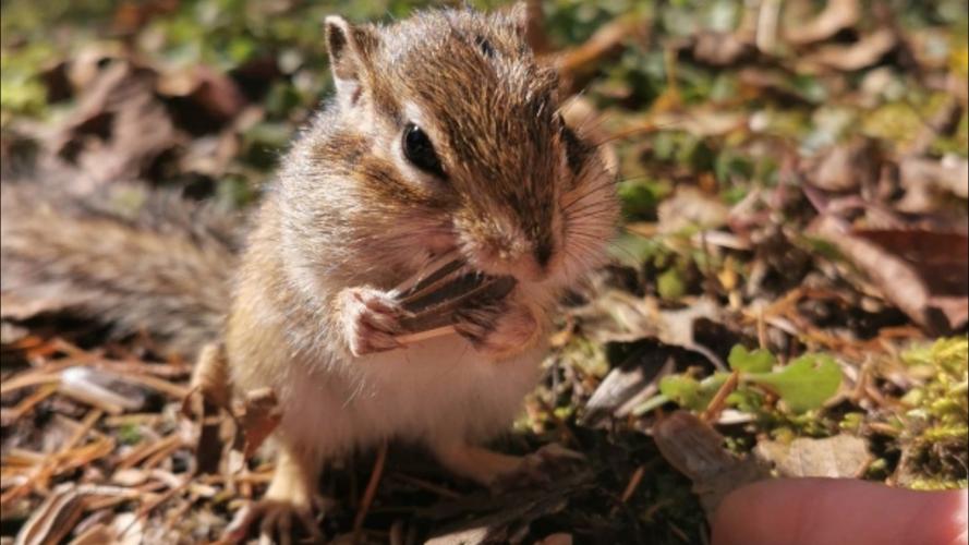 花栗鼠找数字游戏下载_花栗鼠找数字官网下载_安卓苹果手机app