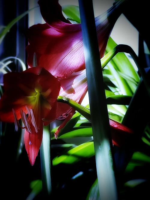 花朵翻翻对对配游戏下载_花朵翻翻对对配官网下载_手机安卓苹果app