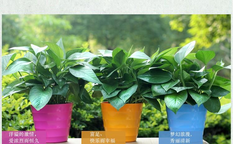 绿色客厅逃脱游戏下载_绿色客厅逃脱官网下载_手机安卓苹果app