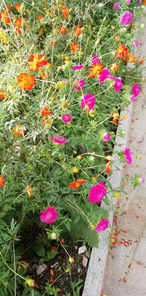 绿色后花园逃脱游戏下载_绿色后花园逃脱手游下载_绿色后花园逃脱安卓苹果app