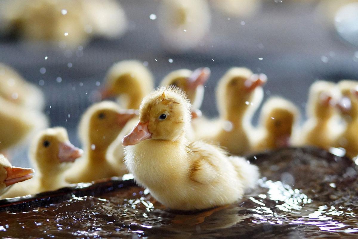 呱呱鸭与黄小鸭手游下载_呱呱鸭与黄小鸭官网下载_手机安卓苹果app