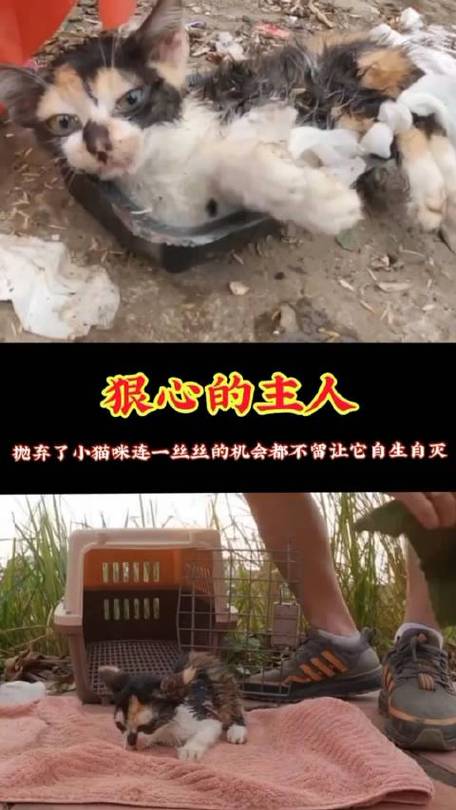 可怜猫咪手游下载_可怜猫咪官网下载_手机安卓苹果app