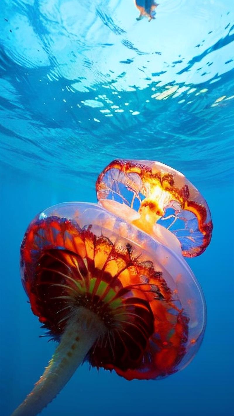 神秘海洋之旅游戏下载_神秘海洋之旅官网下载_手机安卓苹果app