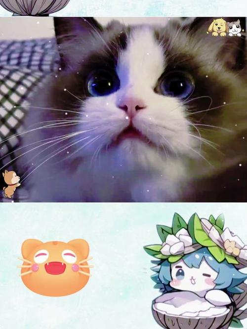 可怜猫咪手游下载_可怜猫咪官网下载_手机安卓苹果app