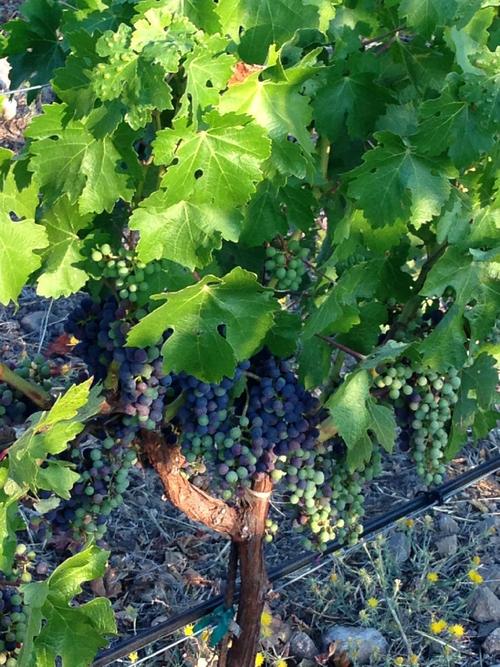 卡玛斯丛林2手游下载_卡玛斯丛林2官网下载_手机安卓苹果app