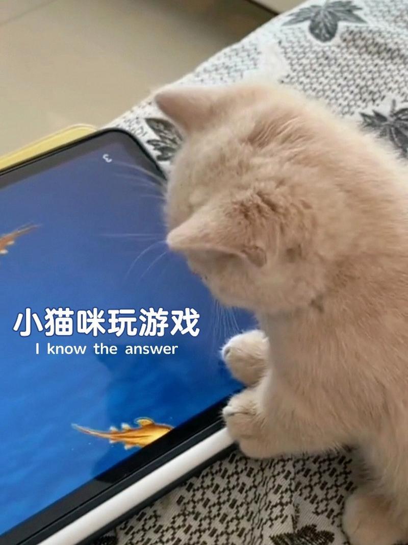 倒霉的小猫咪游戏下载_倒霉的小猫咪官网下载_手机安卓苹果app