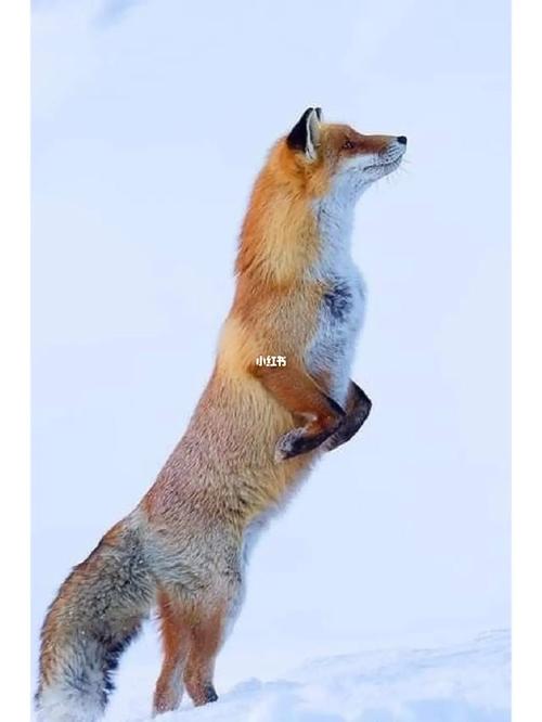 狐狸跳墩游戏下载_狐狸跳墩官网下载_手机安卓苹果app