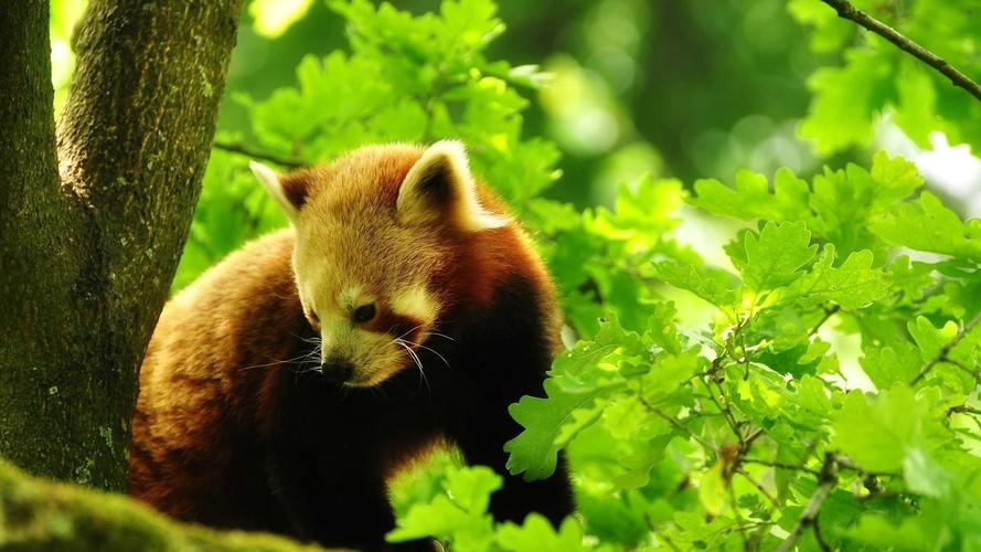 熊猫逃出洞穴手游下载_熊猫逃出洞穴官网下载_手机安卓苹果app