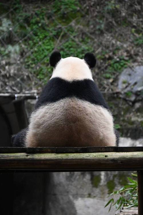 熊猫追恋手游下载_熊猫追恋官网下载_手机安卓苹果app