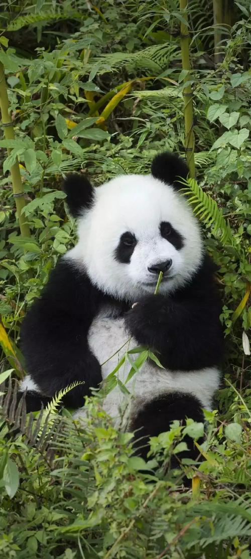 熊猫追恋手游下载_熊猫追恋官网下载_手机安卓苹果app