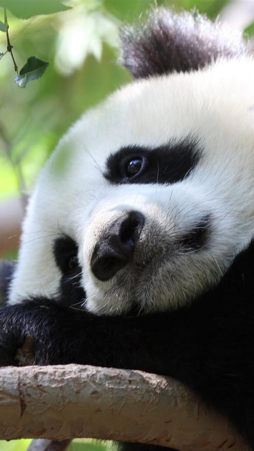 熊猫迷宫积分版手游下载_熊猫迷宫积分版官网下载_手机安卓苹果app