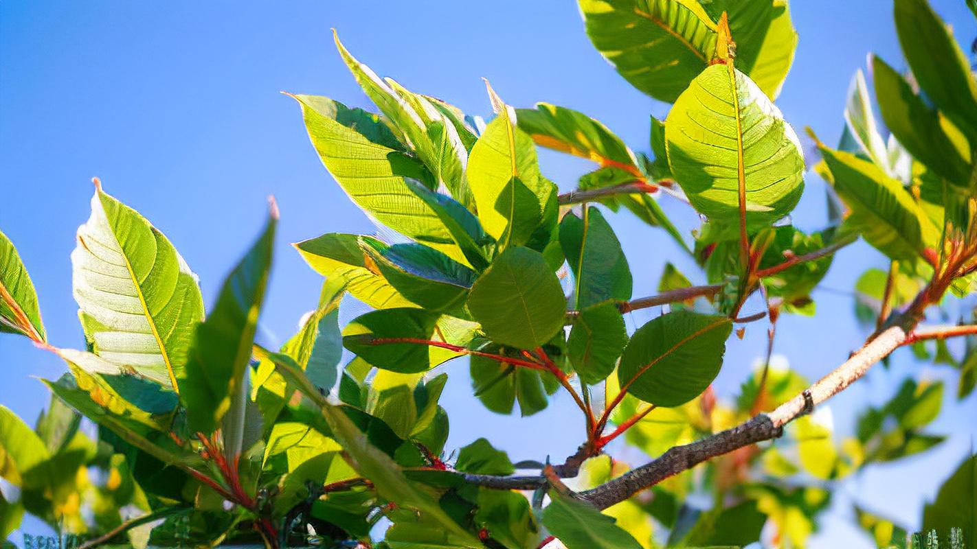 漂亮绿色森林逃脱手游下载_漂亮绿色森林逃脱官网下载_手机安卓苹果app