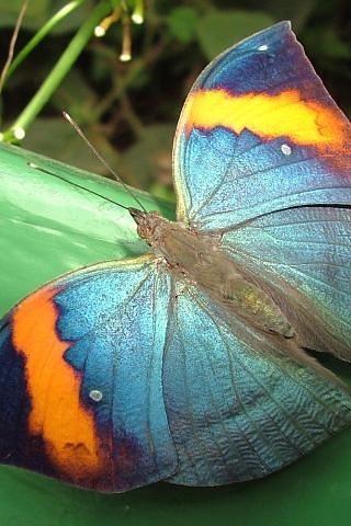 漂亮蝴蝶连连看游戏下载_漂亮蝴蝶连连看官网下载_手机安卓苹果app