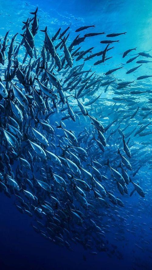 深海探秘寻宝游戏下载_深海探秘寻宝官网下载_手机安卓苹果app