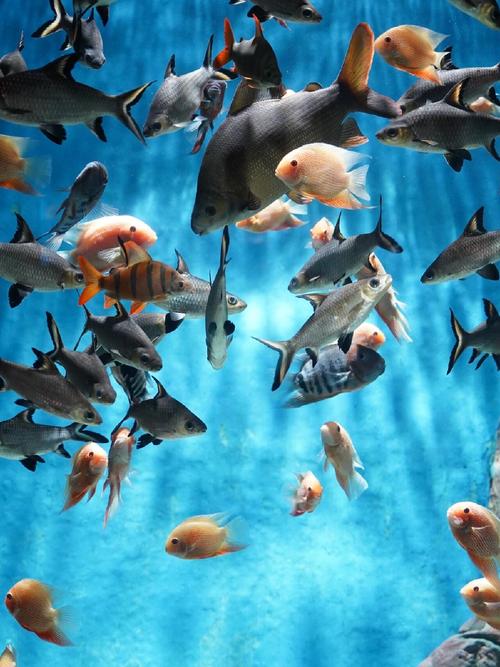 海底世界宝藏逃脱游戏下载_海底世界宝藏逃脱手游下载_海底世界宝藏逃脱安卓苹果app