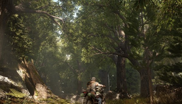 往日不再杉树幼苗怎么收集