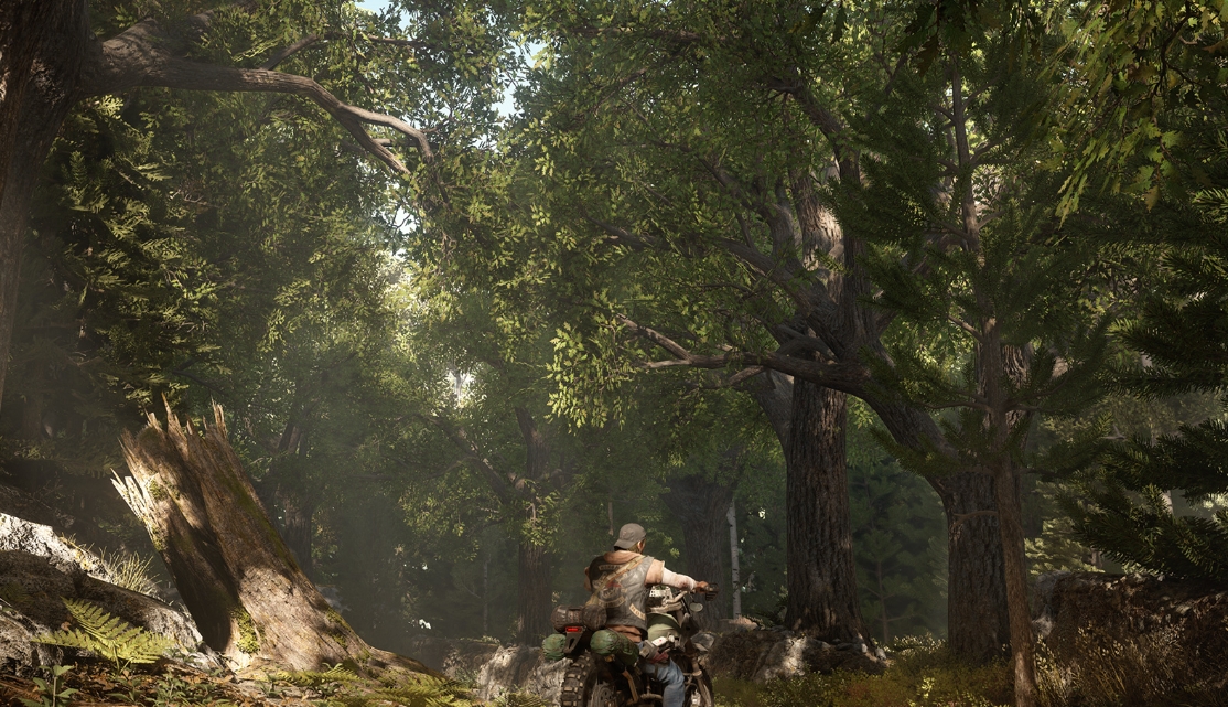 往日不再杉树幼苗怎么收集