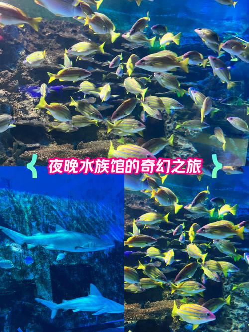 水族馆寻物之旅游戏下载_水族馆寻物之旅官方下载_安卓苹果app