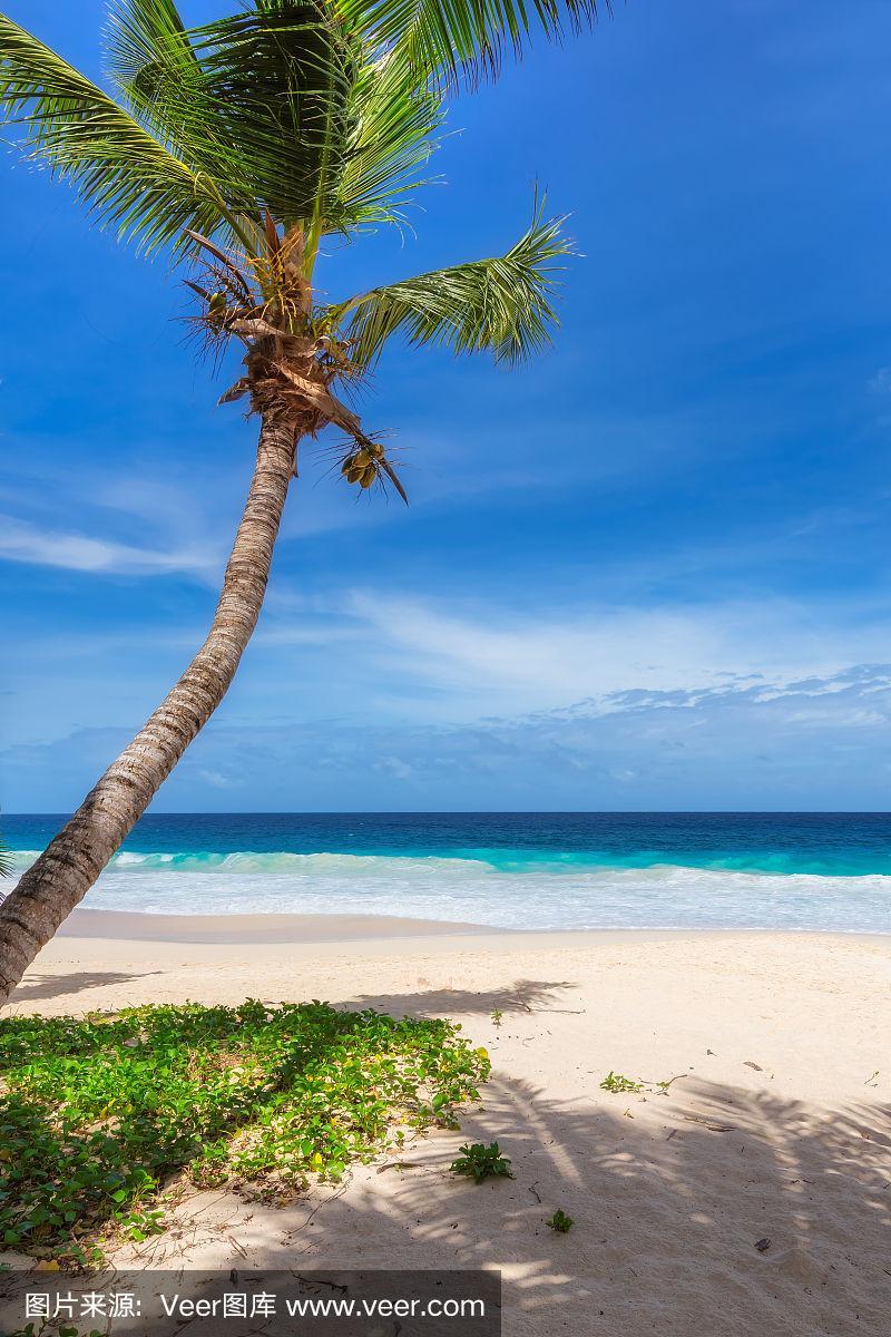 椰树海滨逃脱手游下载_椰树海滨逃脱官网下载_手机安卓苹果app