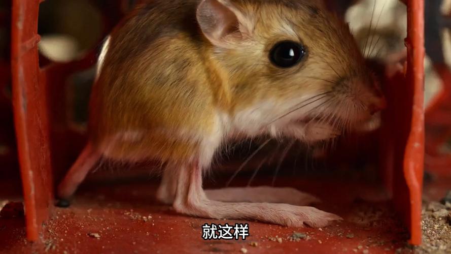 机智的老鼠游戏下载_机智的老鼠官网下载_安卓苹果app