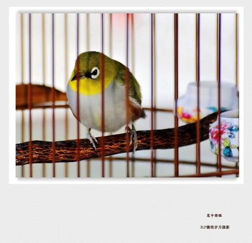 救出笼中小鸟游戏下载_救出笼中小鸟官网下载_手机安卓苹果app