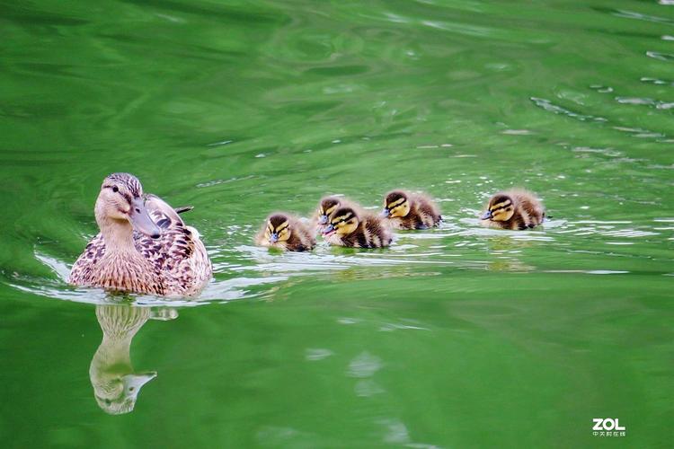 救出鸭妈妈手游下载_救出鸭妈妈官网下载_手机安卓苹果app